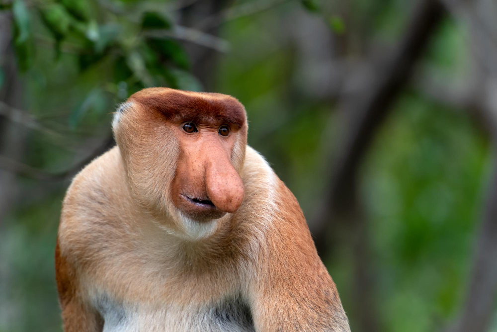 aap met grote neus