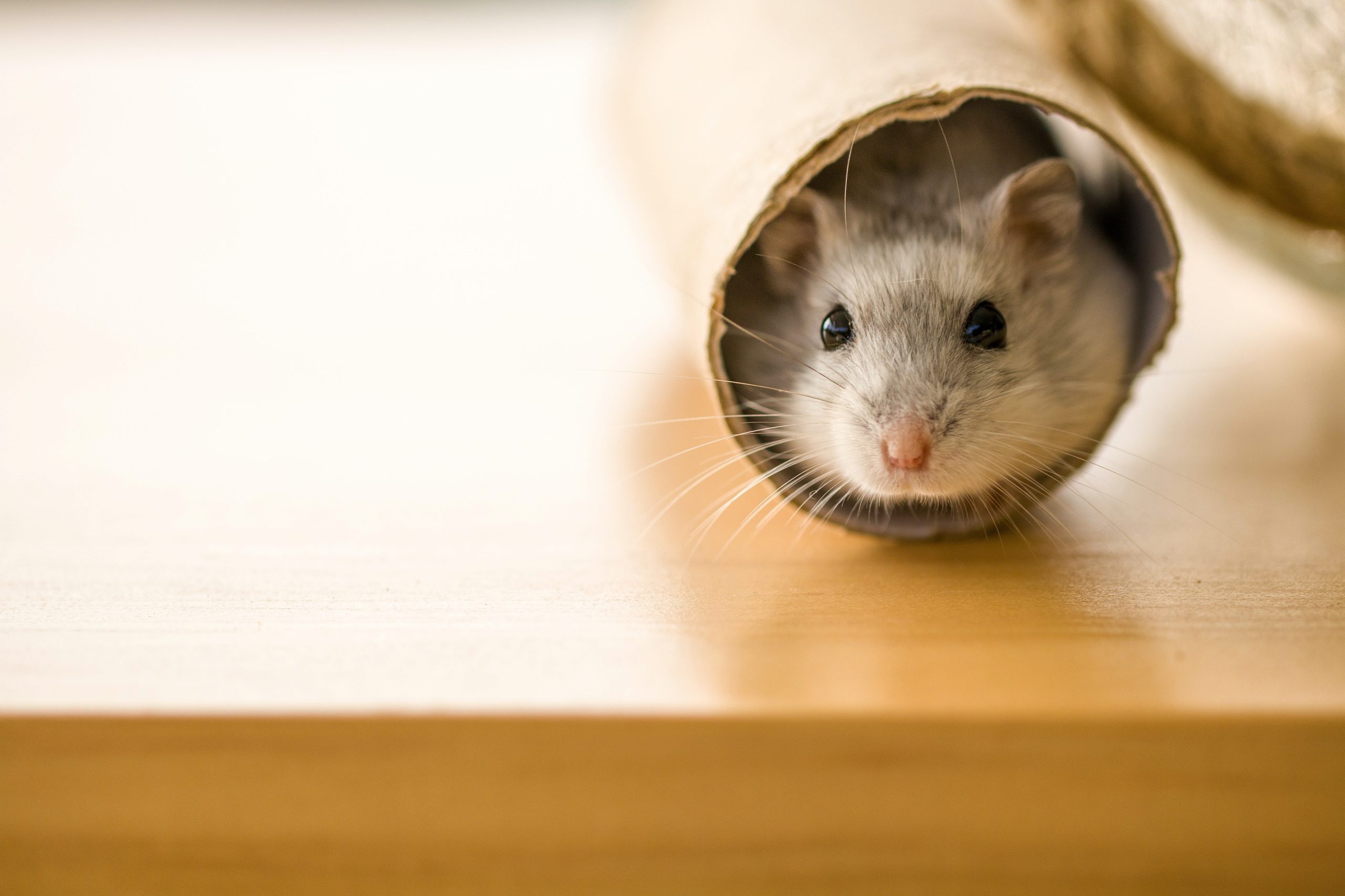 bekende nederlander hamster in anus